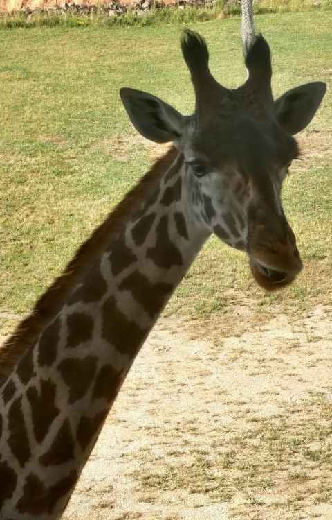 Hung out with Cami the Masai giraffe at work today- she has the prettiest little face!
