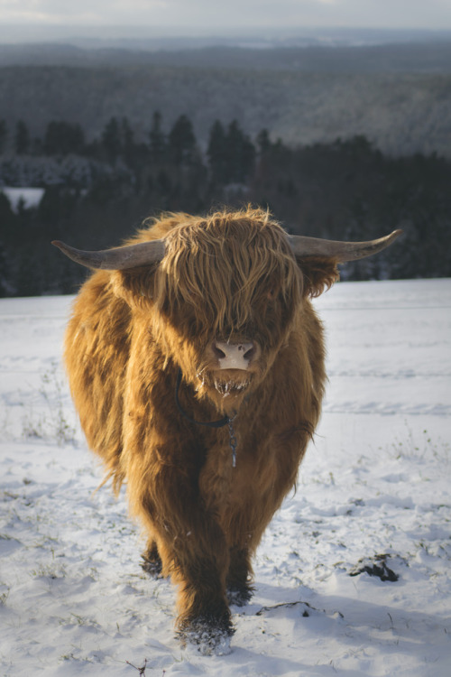 moment-catchers:Dezember 2017 Deutschland/ Schwarzwald’Highland cattle