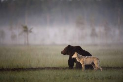 wolveswolves:  linshial submitted:  Photographer Lassi Rautiainen recently captured the profound partnership between a she-wolf and a brown bear in the wilds of northern Finland. For days, he witnessed the strange pair meet every evening to share food