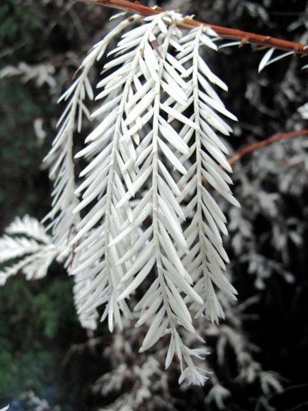 nybg:spectacularuniverse:Plants can be albino too! This is an albino redwood tree, with white needle