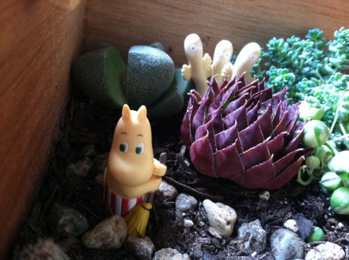whitecatbite:  Oliver made me a moomin garden out of an old cigar box 