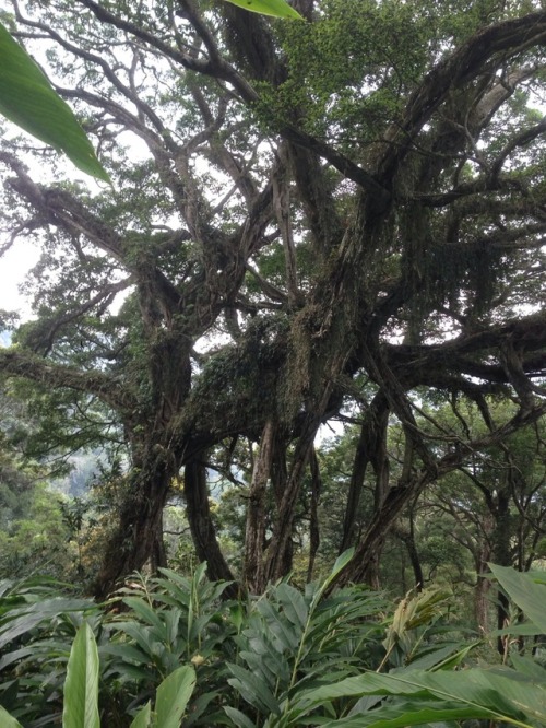 jfilm35mm:Trees. South Indian rainforest.