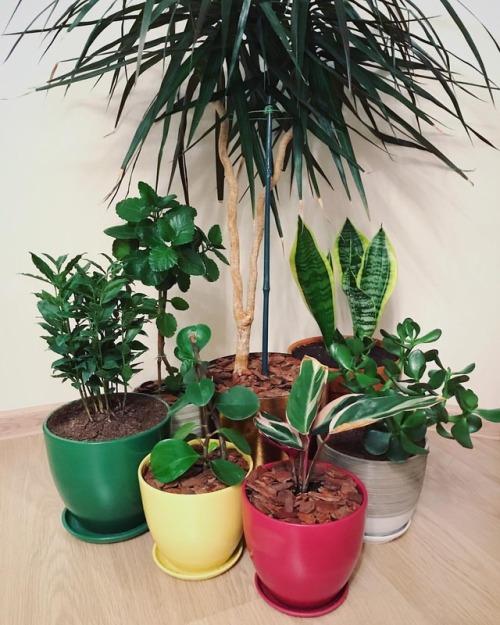 My little home plant collection #houseplantclub #plantstyling #plantlove #home #green #plantstagram 