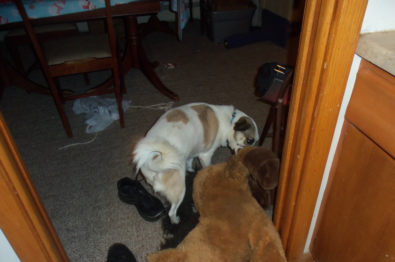 I wasn&rsquo;t lying&hellip;Mack walking around the house with his horse.