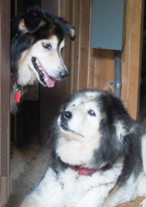 old-friends-senior-dog-sanctuary:Leo, meet Leona! A match made in heaven!