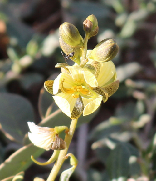 Flora Of Somalia: Senna Italica