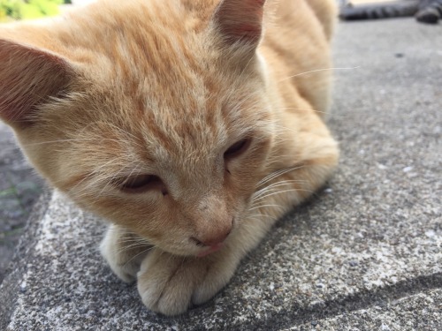 Aoshima [½] by kobalt One of the many cat islands in japan. This one is just off the coast of