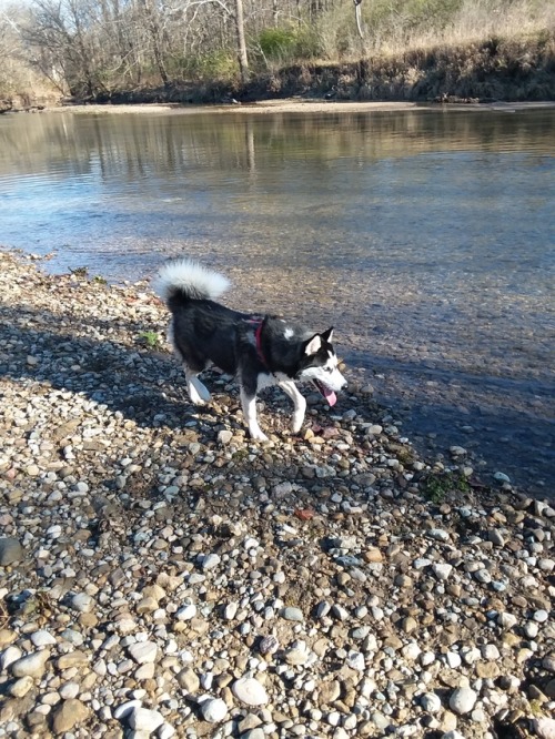 Enjoying a hike by the creek (and a swim if you’re a husky).