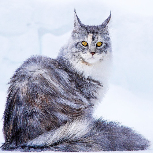 inkxlenses:Queens of Winter | by mainecoonqueens