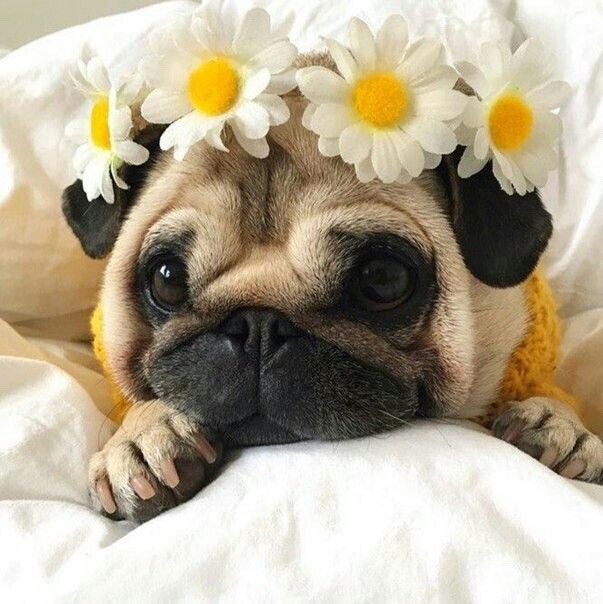 brookbooh:Dogs and flowers!! :D