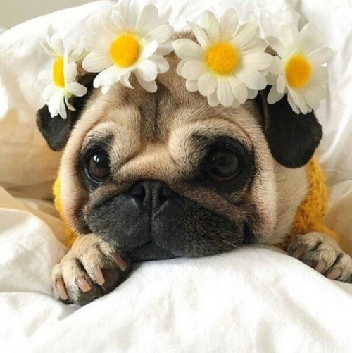 Porn photo brookbooh:Dogs and flowers!! :D
