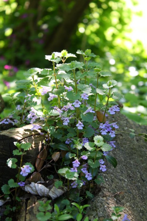 coraruthphotography: Magical little fairy flowers that managed to grow in-between a log &amp; a 