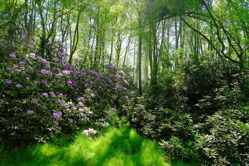 90377 - Stonor Forest, England. Fujifilm. by Scott Wylie