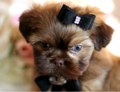puppiesforsalesite:  puppiesforsalesite