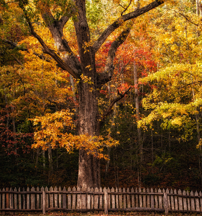 woodendreams:  (by Matthew Paulson)