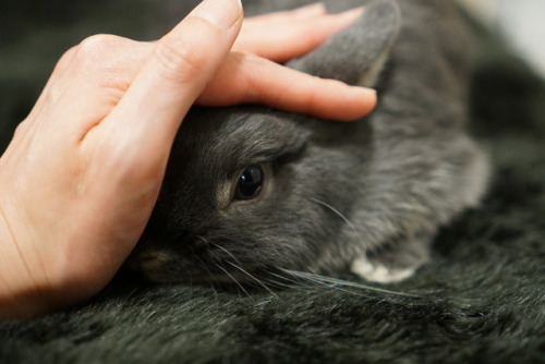 掌にねじ込んでの撫でて催促(*´ω｀*) Forcibly stroke request. So cute!