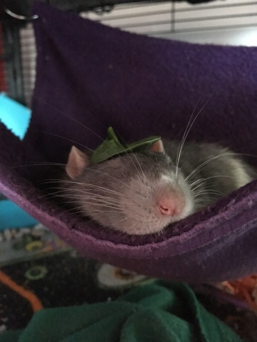 wrigglyrats:Look at my boy and his fancy hat, don’t he look dapper?