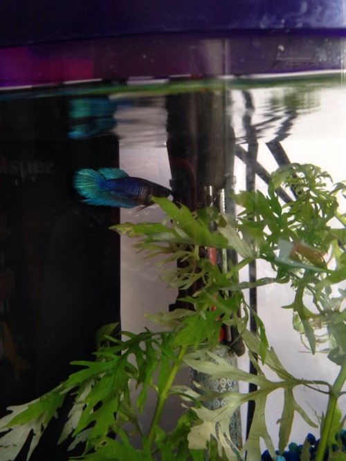 justnoodlefishthings:I wanted you to see my precious baby Mariko, the female betta because.. Yeah. A