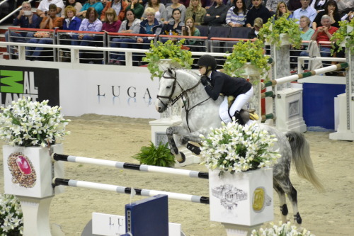 the most beautiful horse i&rsquo;ve ever seen *_* WIHS 2014 &copy; Ranglo