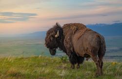 earthporn-org:  King of the Hill: An American Bison on the National