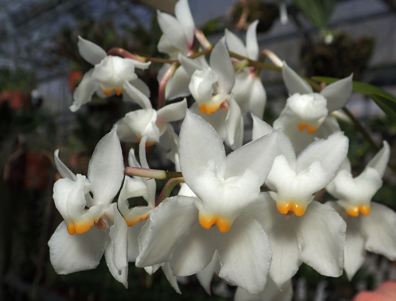 orchid-a-day:  Cuitlauzina pulchellaSyn.: Odontoglossum pulchellum; Osmoglossum pulchellum;