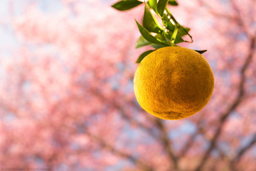 New Summer Orange &amp; Cherry BlossomsAlthough Kawazu-machi (Shizuoka Prefecture, Japan) is mos