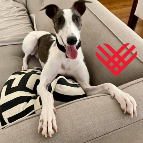 Give To The Greyhounds For Giving Tuesday!We know we ask for your monetary support a lot, and we are