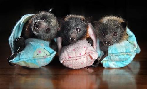llbwwb:  Baby Bats by Interstitial 