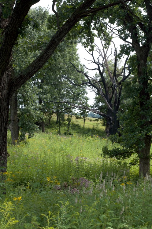 embracingtheview:Nachusa Grasslands (Nature Conservancy), Franklin Grove, Illinois. Photo taken by r