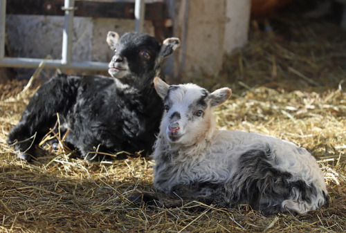 michaelnordeman:This is a family of Swedish Gute sheep. The lambs (two boys) were born a week ago. P