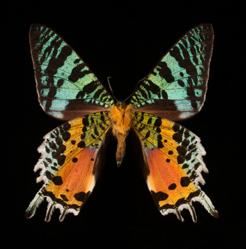 Sunset mothScientific name: Chrysiridia rhipheusCollection: Entomology, image © California Academy o