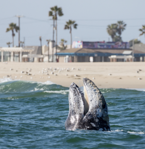 Gray whales loves southern California beaches! So many playful behaviors can be seen during the nort