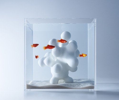 88floors:  Minimalist Aquariums Filled With adult photos