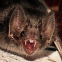 real-vampire-bat avatar