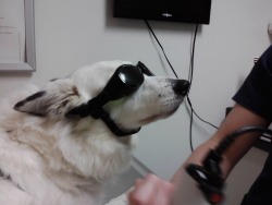 onlinepunk:  Today my dog went to the vet
