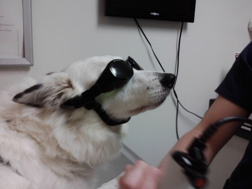 onlinepunk:Today my dog went to the vet and my dad texted me this picturebeammeupmyspookydoctor it y