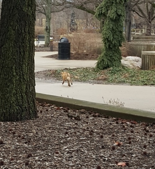 Saw a fox at school today!