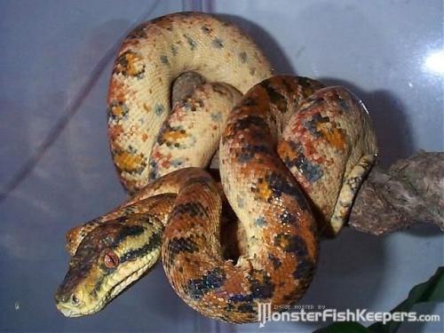 zooophagous:amazontreeboa:Amazon Tree Boa x Emerald Tree Boa hybrids by x x Hybrid snakes are so biz