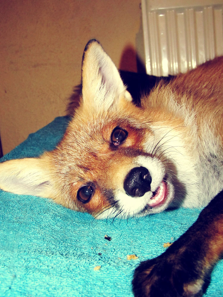 eshu-the-vixen:  Herpy derp fox.   Recently realized how much it helps to have her