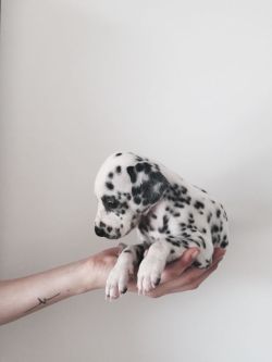 earthlynation:  Dalmation. Source 