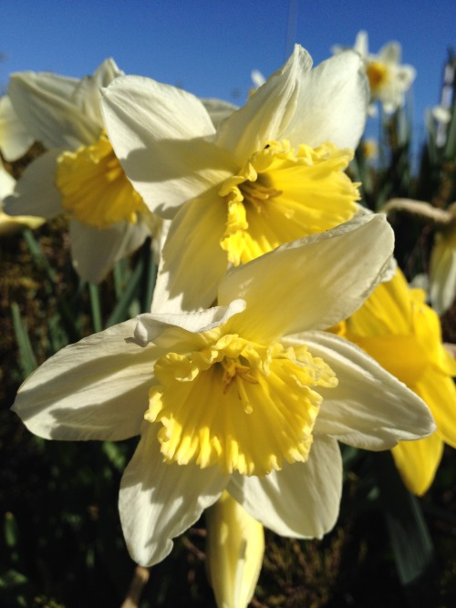 daffodils