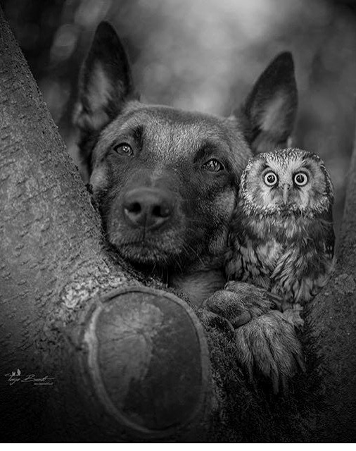 coveredsunshine:  Lol. The owls eyes. 