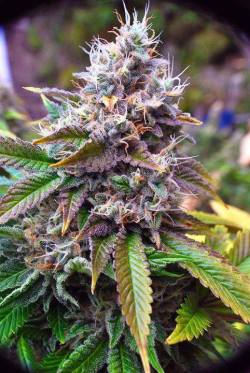 Light up & toke away