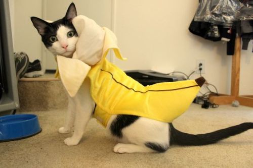 cute-n-adorable - Animals in banana costume for @thedancingzer0 