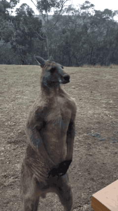 westernsocietyfucked100years: rainy-days-end-is-nigh:  lindentreeisle:  literal-ghost:  potedo:  Whoever invented kangaroos is a fucking idiot  Kangaroos are animals that seem like they should be cryptids but it’s an entire species.  A kangaroo standing