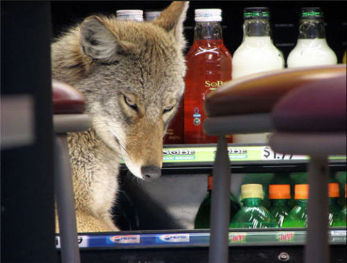 andmaybegayer:bussykween:fullmetalfisting:mesaxi:A coyote cools off in the drink fridge at a Quiznos