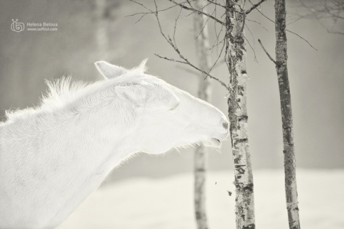 beautifulklicks:WELCOMEHelena Belova PhotographerPortraits of horses