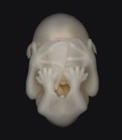 willwork4theatre:  sixpenceee:  This is a bat embryo (Source)  already playing peek-a-boo!