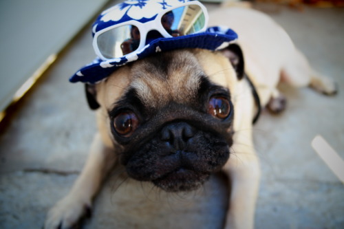 bucket hat modeling session featuring penny the pug aka the booger queen