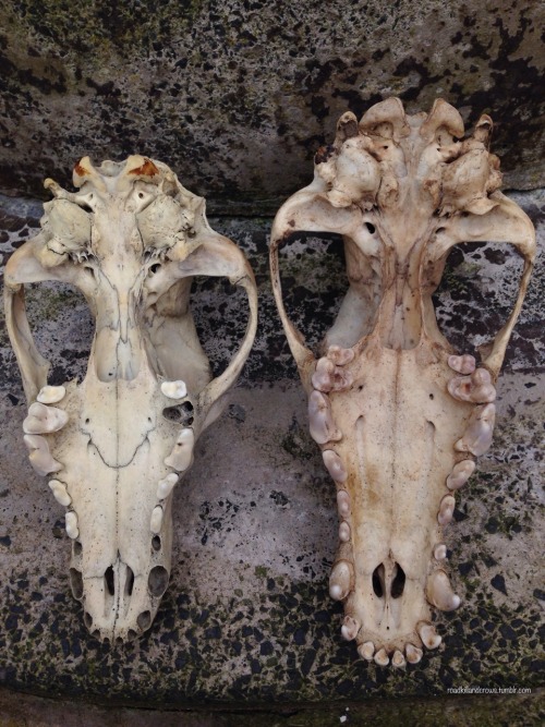 roadkillandcrows: Some comparison pics of my new Alsatian skull and the dog skull I already had. Als